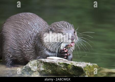 Female Asiatic Short Clawed Otter, Keyah (Amblonyx cinerea) Stock Photo