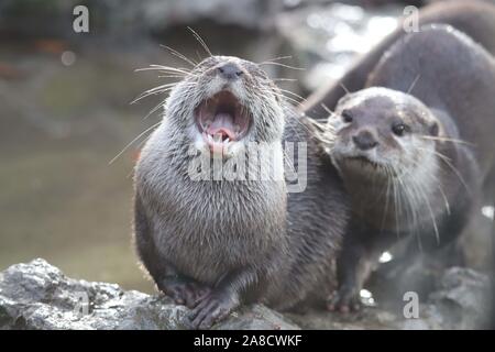 Female Asiatic Short Clawed Otter, Keyah & Minnie (Amblonyx cinerea) Stock Photo