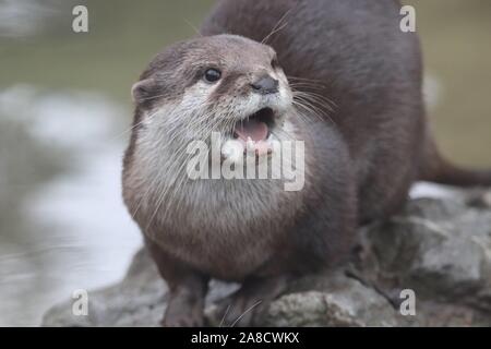 Female Asiatic Short Clawed Otter, Minnie (Amblonyx cinerea) Stock Photo