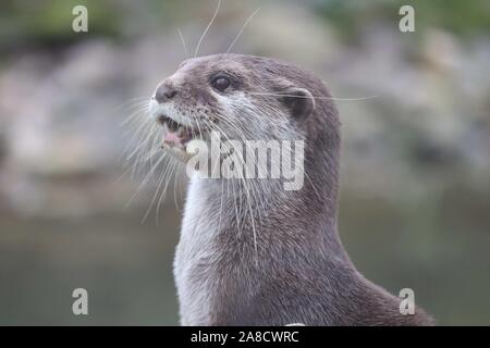 Female Asiatic Short Clawed Otter, Minnie (Amblonyx cinerea) Stock Photo