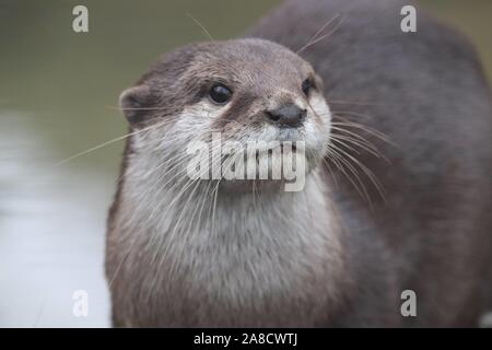 Female Asiatic Short Clawed Otter, Minnie (Amblonyx cinerea) Stock Photo