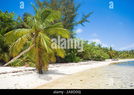 Inclined palm trees on wild coast of Sargasso sea, Punta Cana, Dominican Republic Stock Photo