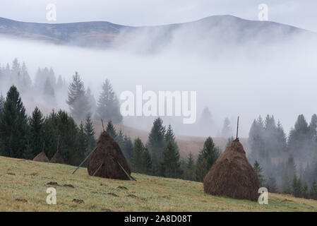 Autumn landscape in the mountains. Field with stacks of dry hay for cattle. Sunny morning. Fir forest on the slopes. Karpaty, Ukraine, Europe Stock Photo