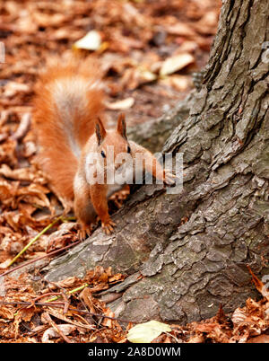 Red fluffy squirrel merging with the background of autumn fallen leaves in the forest, looks at us curiously from behind a tree. Stock Photo