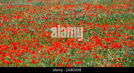 Tzermiado, Lasithi, Crete, Greece. Field of wild poppies on the Lasithi Plateau. Stock Photo