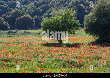 Tzermiado, Lasithi, Crete, Greece. Field of wild poppies on the Lasithi Plateau. Stock Photo