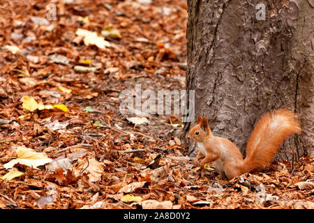 Portrait of an orange fluffy squirrel against the background of fallen leaves in the forest, who carefully listens to the surroundings. Stock Photo