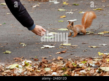 An orange squirrel in an autumn park carefully and curiously creeps up to a person s hand for a treat, image with copy space. Stock Photo