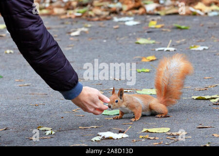 An orange squirrel in an autumn park carefully and curiously examines a person s palm with a treat, image with copy space. Stock Photo