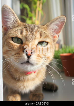 Young tabby cat on windowsill Stock Photo