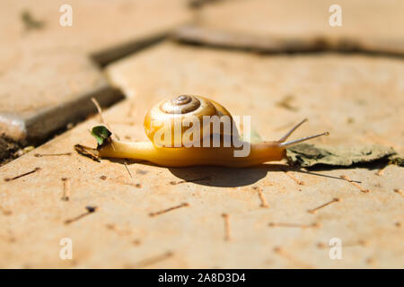 A small snail eating leaf on the concrete surface Stock Photo