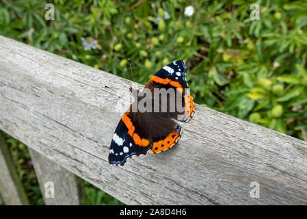 Close up of Red admiral butterfly insect resting on bench in garden England UK United Kingdom GB Great Britain Stock Photo