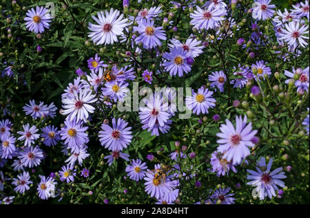 Close up of purple aster asters flowers flower flowering michaelmas daisies daisy from above in summer England UK United Kingdom GB Great Britain