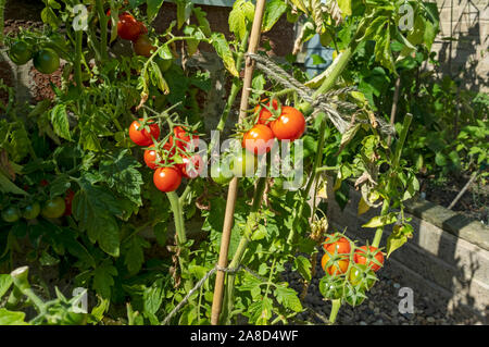 Close up of Gardeners Delight red green tomato tomatoes plant plants growing outside in the garden summer England UK United Kingdom GB Great Britain Stock Photo