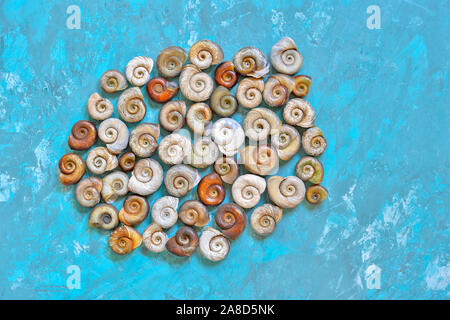 Shells of different color shades close-up on a vintage blue background. Stock Photo