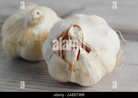 Allium sativum. Bulbs of Lautrec Wight' garlic on wooden table in autumn. UK Stock Photo
