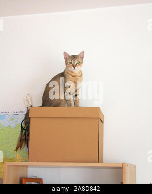 Cat sitting on the box Stock Photo