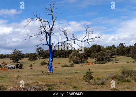 Are You Okay tree 'R U OK' Tree painted blue symbolizing mental illness, Toodyay, Western Australia Stock Photo