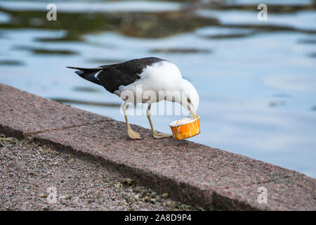 Lesser black-backed gull (Larus fuscus fuscus) with empty ice cream cup on sea bank Stock Photo