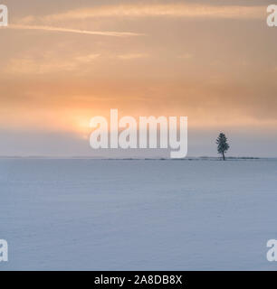 Sunrise behind lonely tree in a field. Winter morning with snow and frost in Uppland, Sweden. Stock Photo