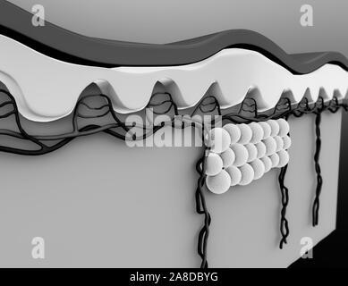 fat cells, subcutaneous fat, illustration of human leather anatomy Stock Photo