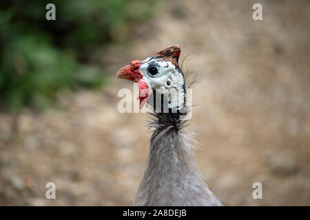 Helmeted guineafowl, Numida meleagris, head and neck with a blurred light brown and green background. Stock Photo