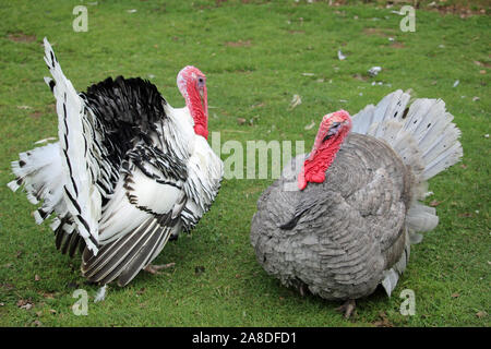 Royal palm and slate breed turkey, Meleagris gallopavo, male stags with black and white and grey plumage with red snood and wattle on grass. Stock Photo