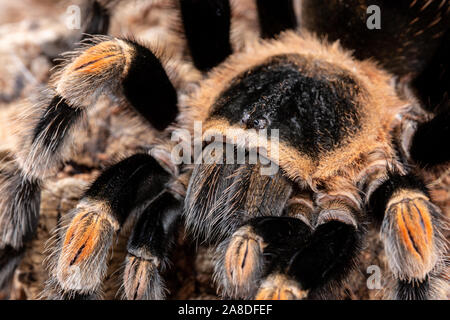 Mexican Red Knee Tarantula, Brachypelma hamorii, on a piece of cork bark