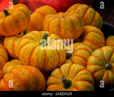 A small decorative pumpkin with yellow orange stripes lies on a heap of pumpkins, close-up. Harvesting, Decoration with Dwarf Pumpkins, Backdrop Backg Stock Photo