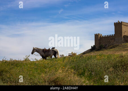 Two horses on a green meadow against a background of Genuezskaya Krepost' Kaffa, Crimea of mountains and blue sky Stock Photo