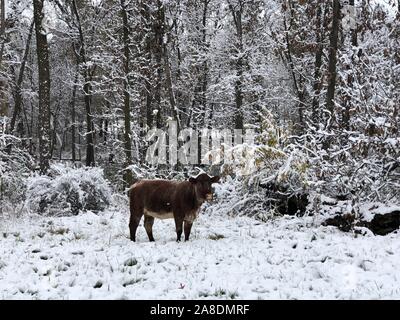 Snow Cow Stock Photo