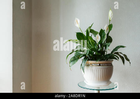 Spathiphyllum flower in the white pot, room Stock Photo