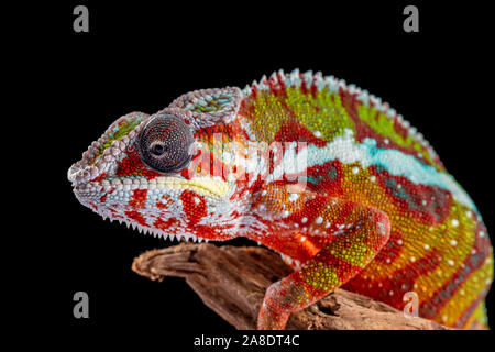 Panter Chameleon, furcifer pardalis, photographed on a plain background Stock Photo