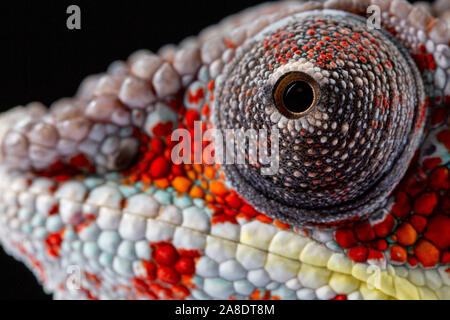 Panter Chameleon, furcifer pardalis, photographed on a plain background Stock Photo