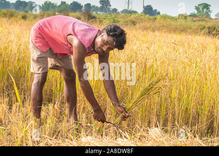 Farmer Cutting Paddy in the Rice Fields, Madhya pradesh, India.SIJHORA,MADHYA PRADESH,INDIA-NOVEMBER 07,2019. Stock Photo