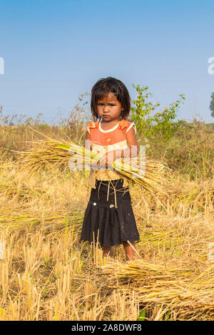 Girl holding bunch of rice in field, India. Stock Photo