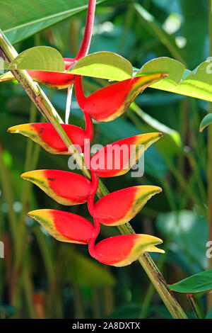 Peradeniya Botanical Gardens, Kandy, Central Province, Sri Lanka Stock Photo