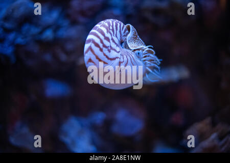 Nautilus swimming in an aquarium. Stock Photo