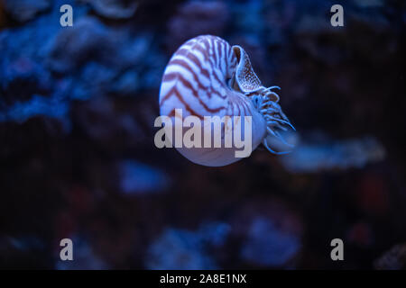 Nautilus swimming in an aquarium. Stock Photo