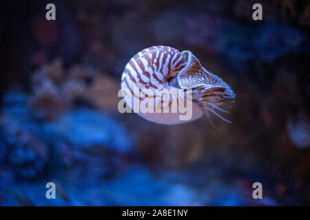 Nautilus swimming in an aquarium. Stock Photo