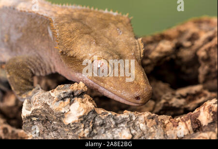 Crested Gecko. Isolated against a muted green background. Focus on the eyes. Room for copy. Stock Photo