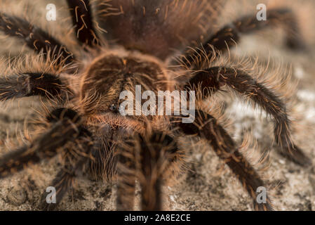 Close up of a Curly Hair Tarantula. Focus on the eyes. Stock Photo