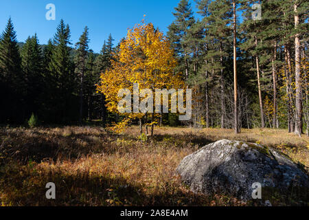Autumn landscape, a lonely tree with yellow leaves on a meadow with dry grass, in the foreground a large stone, on background of a coniferous forest. Stock Photo