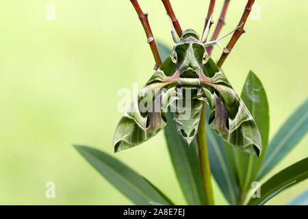 Daphnis nerii,Schweiz,Natur,Insekt,Nachtfalter,Schwärmer,Oleander,Oleanderschwärmer Stock Photo