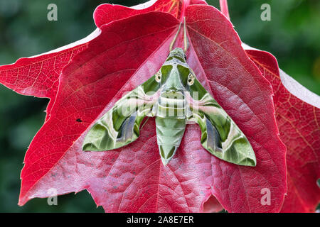 Daphnis nerii,Schweiz,Natur,Insekt,Nachtfalter,Schwärmer,Oleander,Oleanderschwärmer Stock Photo