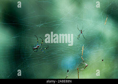 A pair of Nephila spiders on their web found in the forests of Vietnam Stock Photo