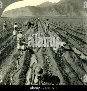 'Planting the Sugar Cane in a Large Hacienda near Lima, Peru, So. Am.', c1930s. From &quot;Tour of the World&quot;. [Keystone View Company, Meadville, Pa., New York, Chicago, London] Stock Photo