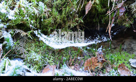 The beauty of winter forest with snow in details. Thin threads of a web and beautiful snowflakes Stock Photo