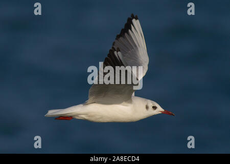 Black-headed Gull (Chroicocephalus ridibundus) in flight Stock Photo