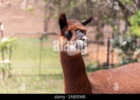 A close up view of a female alpaca standing in an open field on a warm summers day Stock Photo